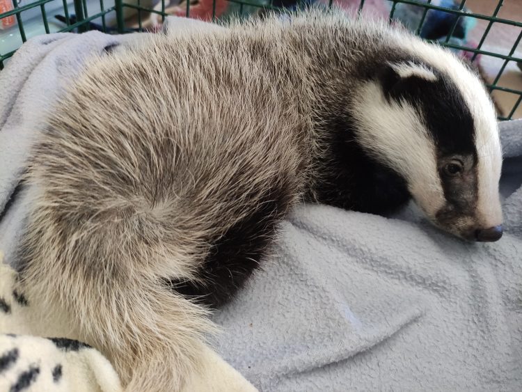 TINY BADGER CUB RESCUED AFTER BEING FOUND ALONE – TRUST ISSUES PUBLIC APPEAL