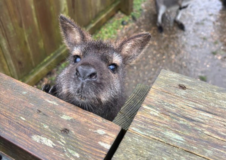 MUCH-LOVED TAPNELL FARM WALLABY ‘BEAR’ PUT TO SLEEP AFTER ILLNESS
