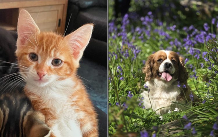 ULTRA CHALLENGE HEROES SET TO RUN 106KM AROUND ISLE OF WIGHT FOR ANIMALS IN NEED