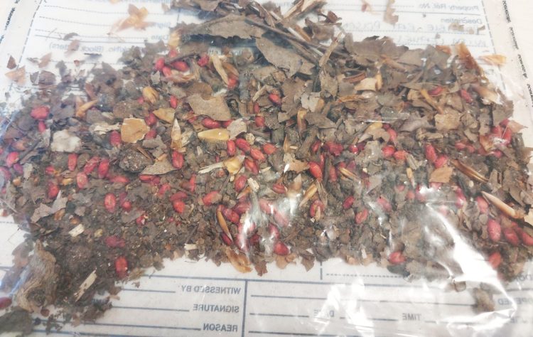 POLICE SEIZE RAT POISON IN PARKHURST FOREST AFTER DOGS FALL ILL