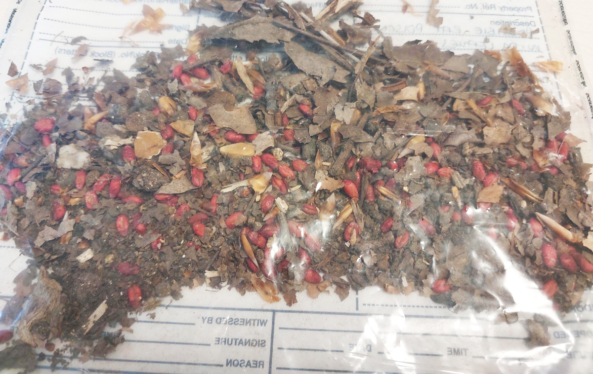 POLICE SEIZE RAT POISON IN PARKHURST FOREST AFTER DOGS FALL ILL