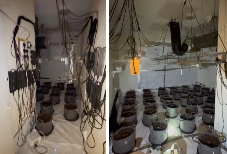 HOLLIERS ON THE MARKET JUST MONTHS AFTER LARGE CANNABIS GROW DISCOVERED