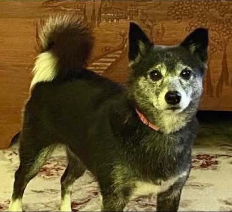 HAVE YOU SEEN RESCUE DOG ROSE MISSING FOR SEVERAL DAYS?