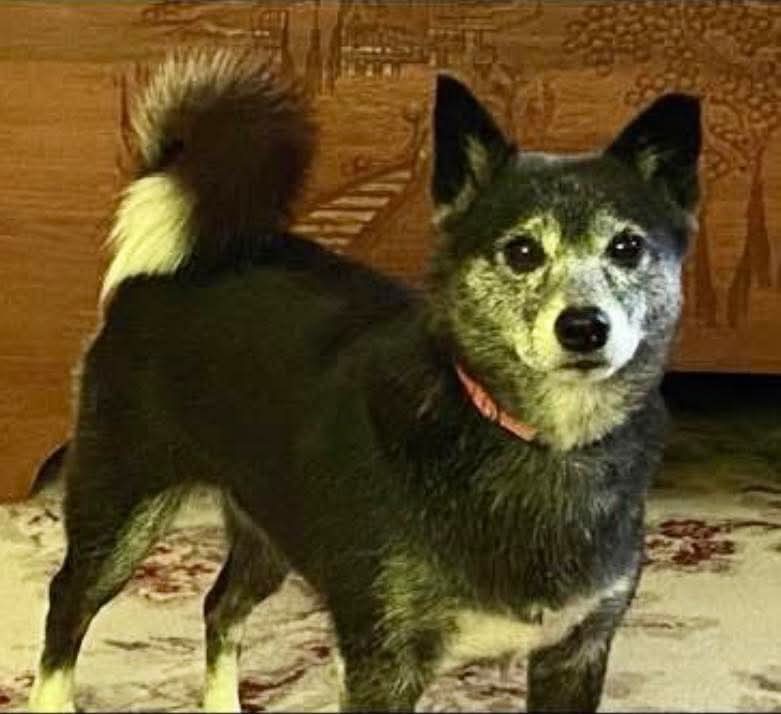 HAVE YOU SEEN RESCUE DOG ROSE MISSING FOR SEVERAL DAYS?