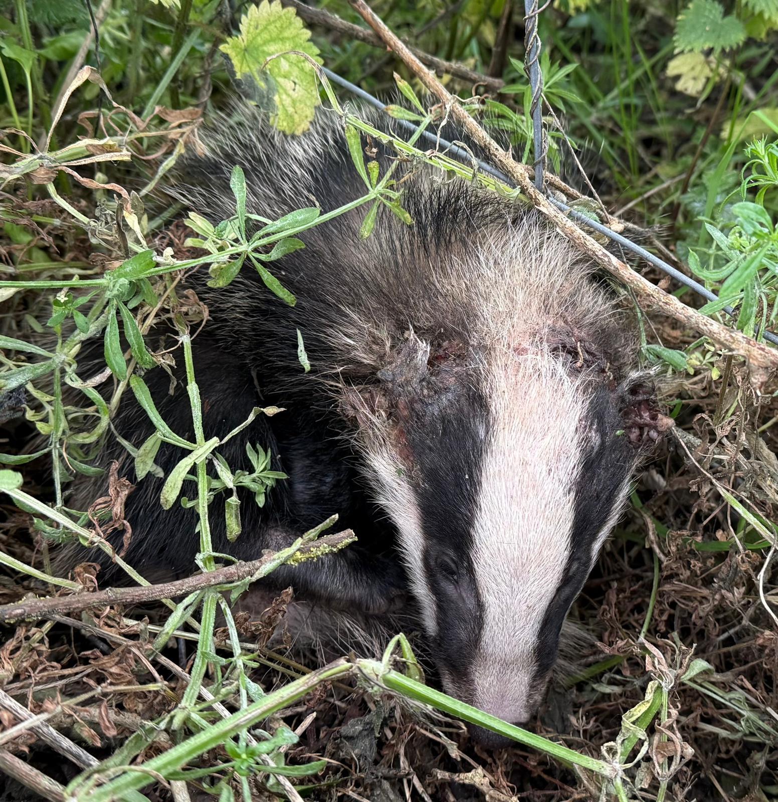 DOG OWNERS WARNED AFTER 10-WEEK-OLD BADGER LEFT WITH SEVERE NECK INJURIES