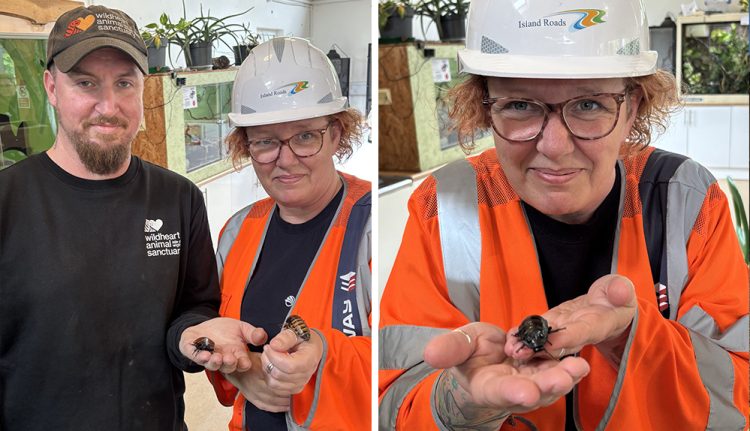 CREEPY-CRAWLY DISCOVERY LEADS TO UNUSUAL RESCUE ON ISLE OF WIGHT