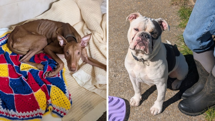 SHOCK RISE IN ABANDONED DOGS ON THE ISLE OF WIGHT PROMPTS PLEA