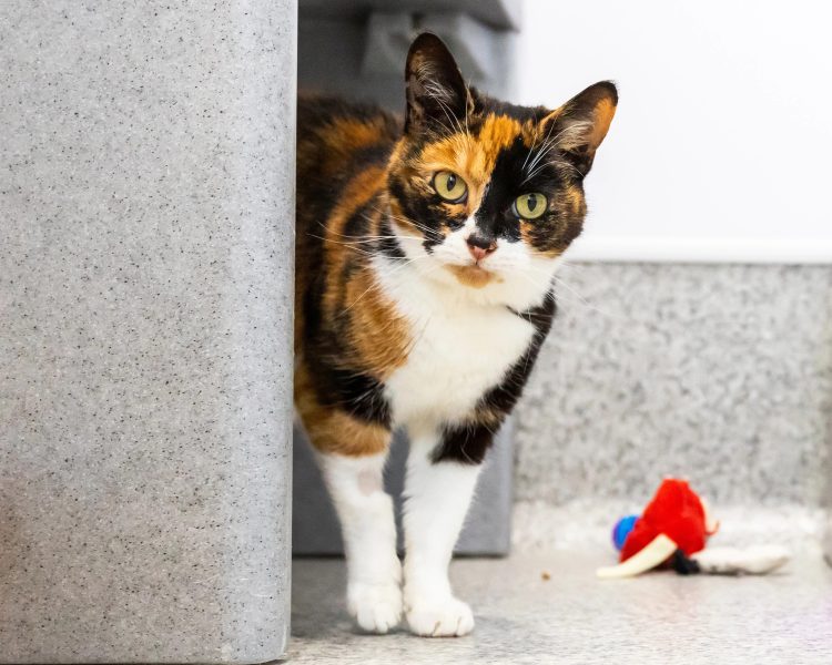 CATS PROTECTION TO HOST ‘DREAM CAT’ EXHIBITION MARKING 65 YEARS OF SERVICE