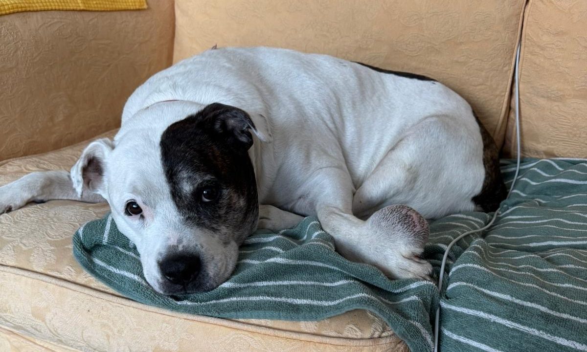 SEARCH ON TO FIND TERMINALLY ILL DOG A LOVING PALLIATIVE HOME