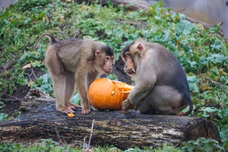 MONKEY HAVEN TO WELCOME 5 RESCUED MACAQUES FROM CLOSED PRIVATE ZOO