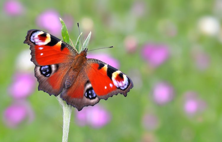PEACOCK LEADS THE WAY AS ISLE OF WIGHT BACKS BRITAIN’S FAVOURITE BUTTERFLY
