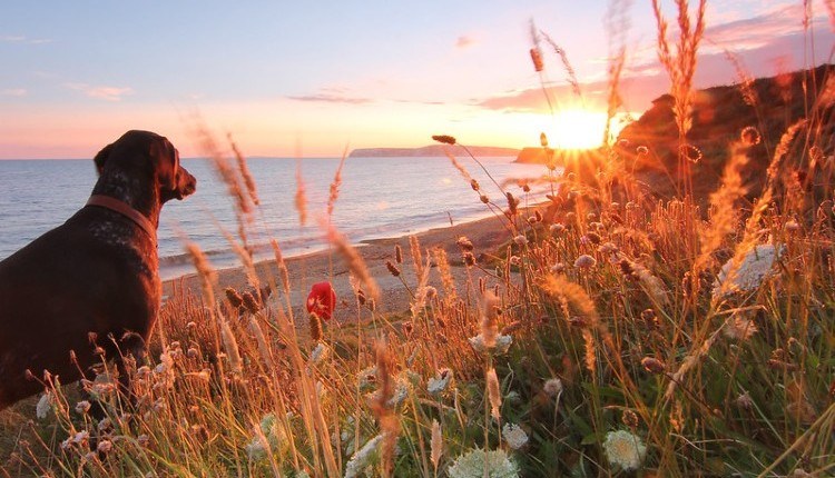 SUMMER DOG BEACH BAN RETURNS – BUT THESE 14 ISLE OF WIGHT SPOTS STAY OPEN ALL YEAR