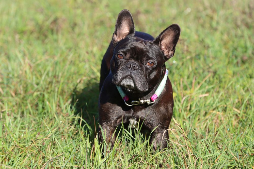 YOUNG GIRL BITTEN BY DOG IN ARRETON – POLICE APPEAL LAUNCHED