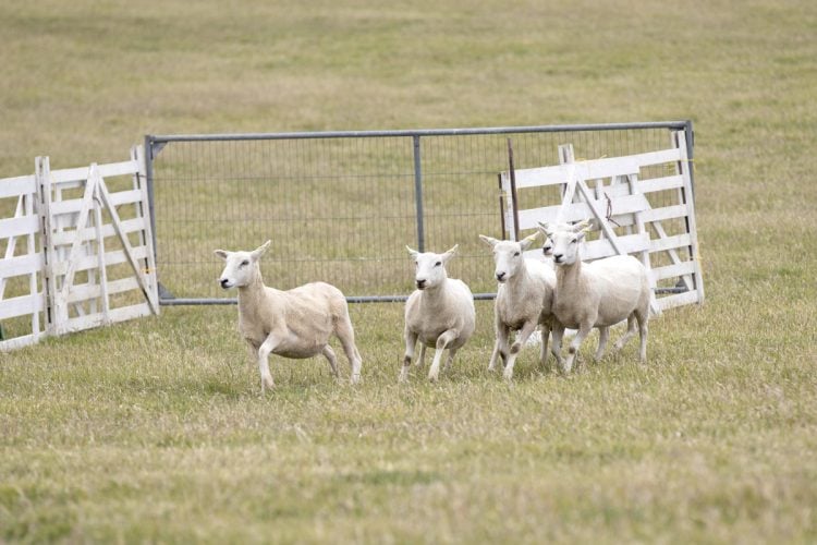 PHOTOS: HAWKINS TOPS THE FIELD AS ISLE OF WIGHT SHEEPDOG TRIALS OVERCOME HIGH WINDS