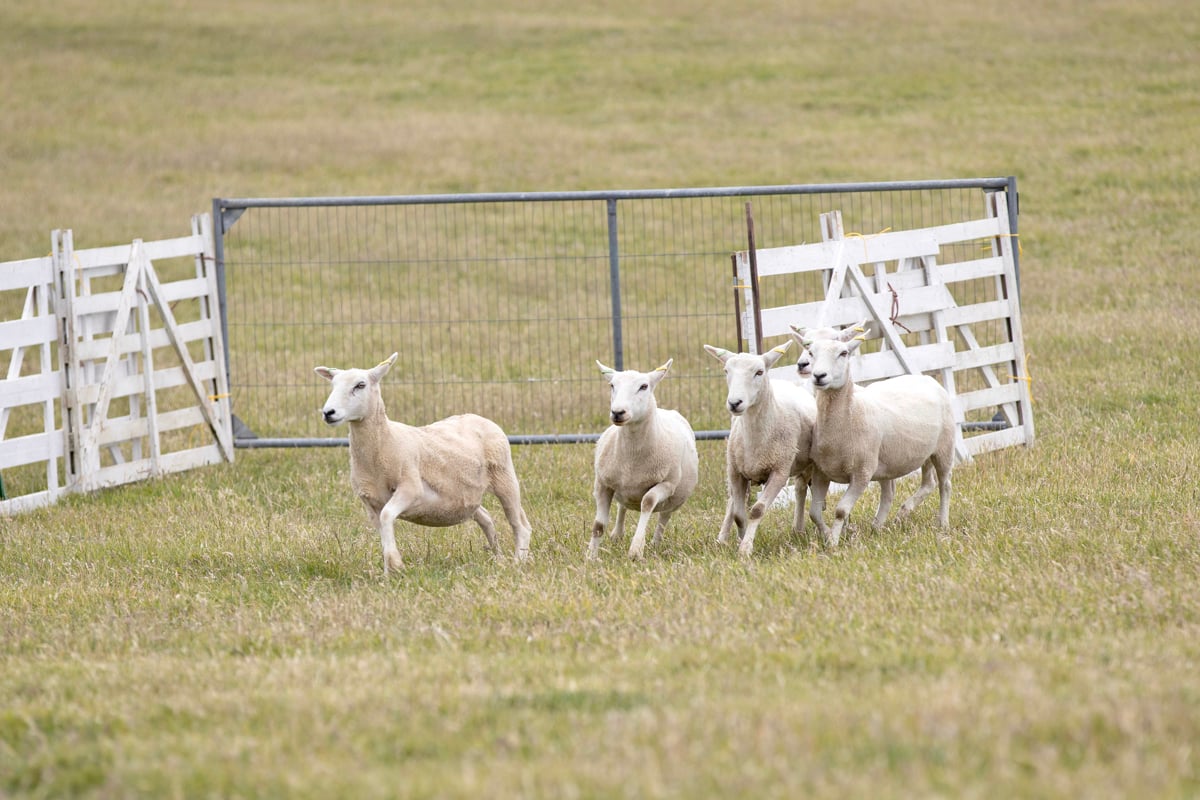 HAWKINS TOPS THE FIELD AS ISLE OF WIGHT SHEEPDOG TRIALS OVERCOME HIGH WINDS