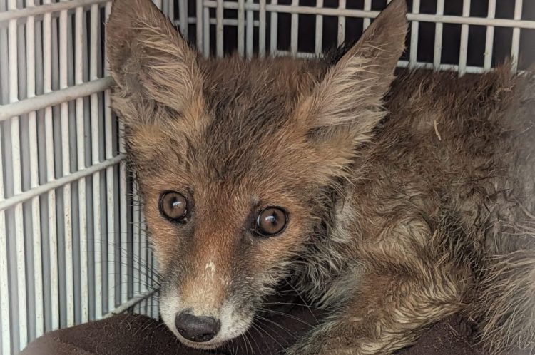 FOX CUB RESCUED AFTER FIVE DAYS TRAPPED DOWN DRAIN