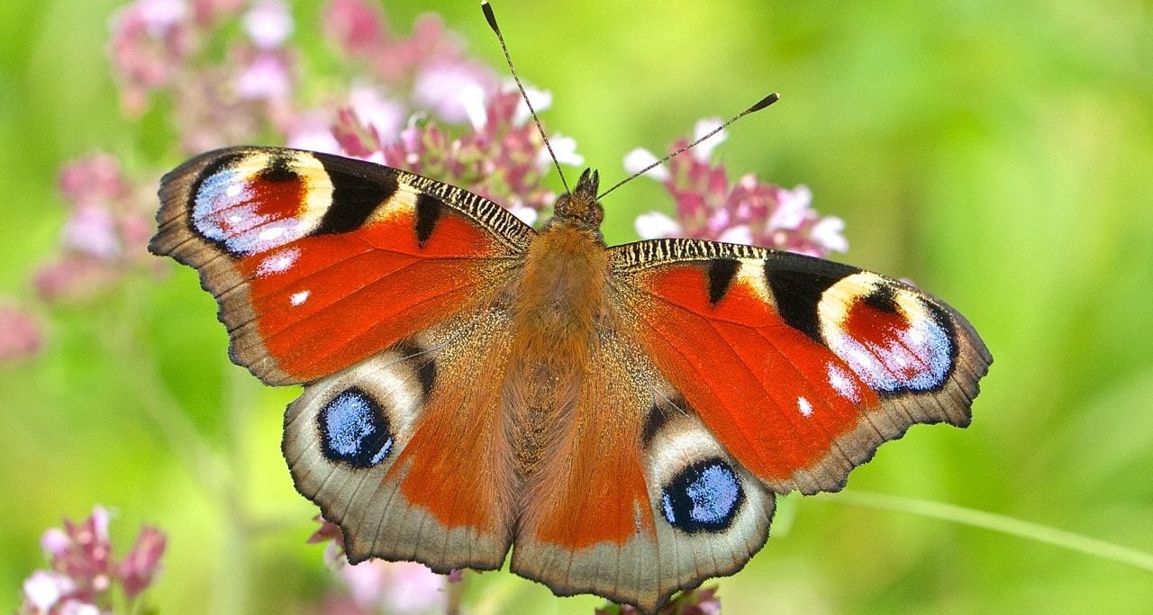 PEACOCK CROWNED BRITAIN’S FAVOURITE BUTTERFLY AS THOUSANDS CAST THEIR VOTES