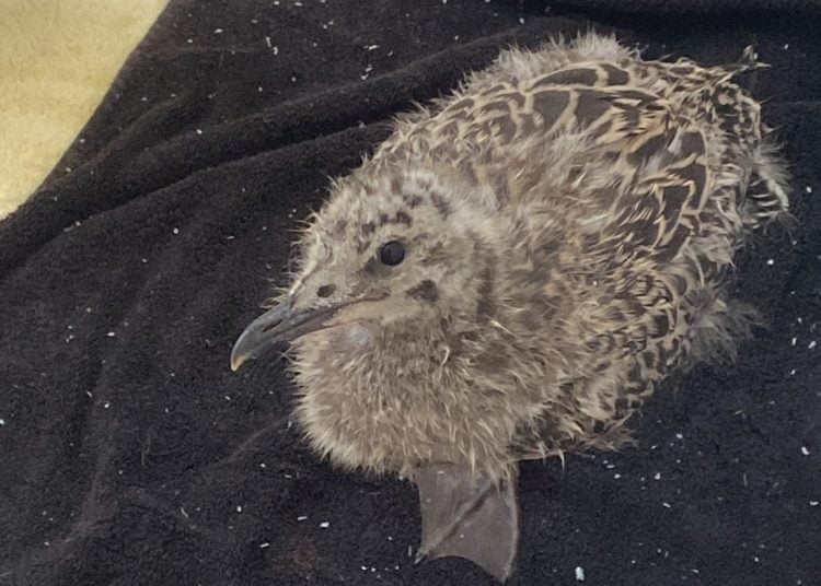 FRIENDS OF THE ANIMALS APPEAL FOR DONATIONS FOLLOWING UNPRECENDENTED NUMBER OF RESCUED BIRDS