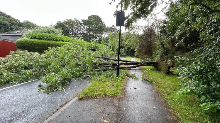 ROAD TO NETTLESTONE BLOCKED AS TREE CRASHES DOWN IN STORMY WEATHER