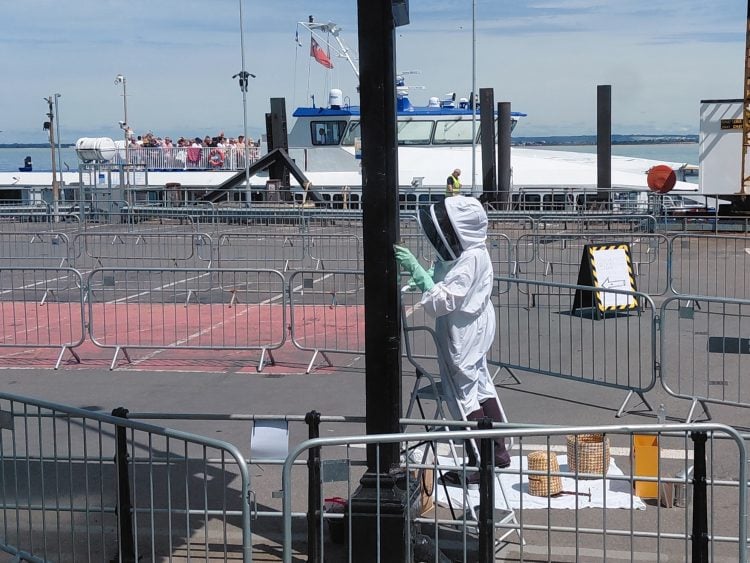 BEE SWARM CREATES FESITVAL BUZZ AT RYDE PIER HEAD