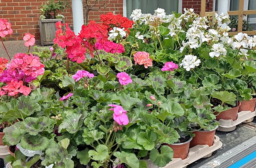OPERATION GERANIUM RETURNS TO BRING SMILES TO ISLAND RESIDENTS