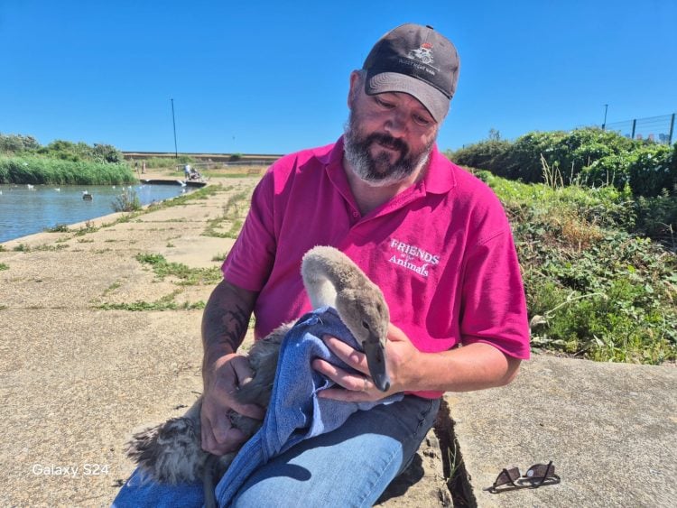 ANGLERS URGED TO DISPOSE OF FISHING LINE SAFELY AFTER CYGNET RESCUED IN SANDOWN