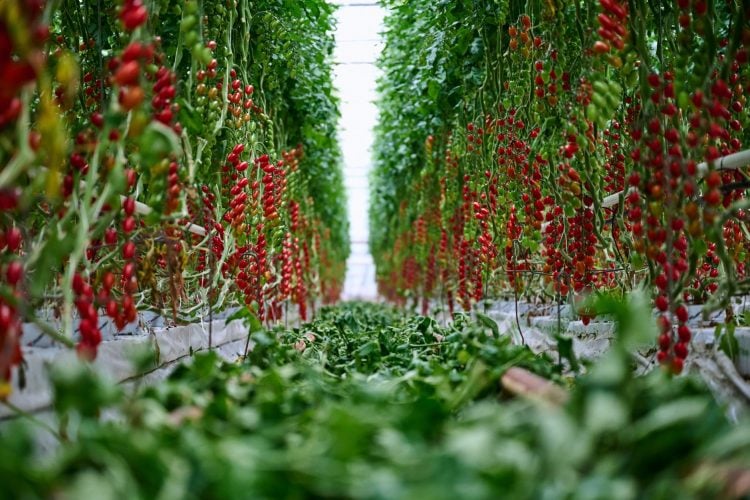 UNIVERSITY OF PORTSMOUTH AND ISLE OF WIGHT TOMATOES TEAM UP TO CUT WASTE USING AI