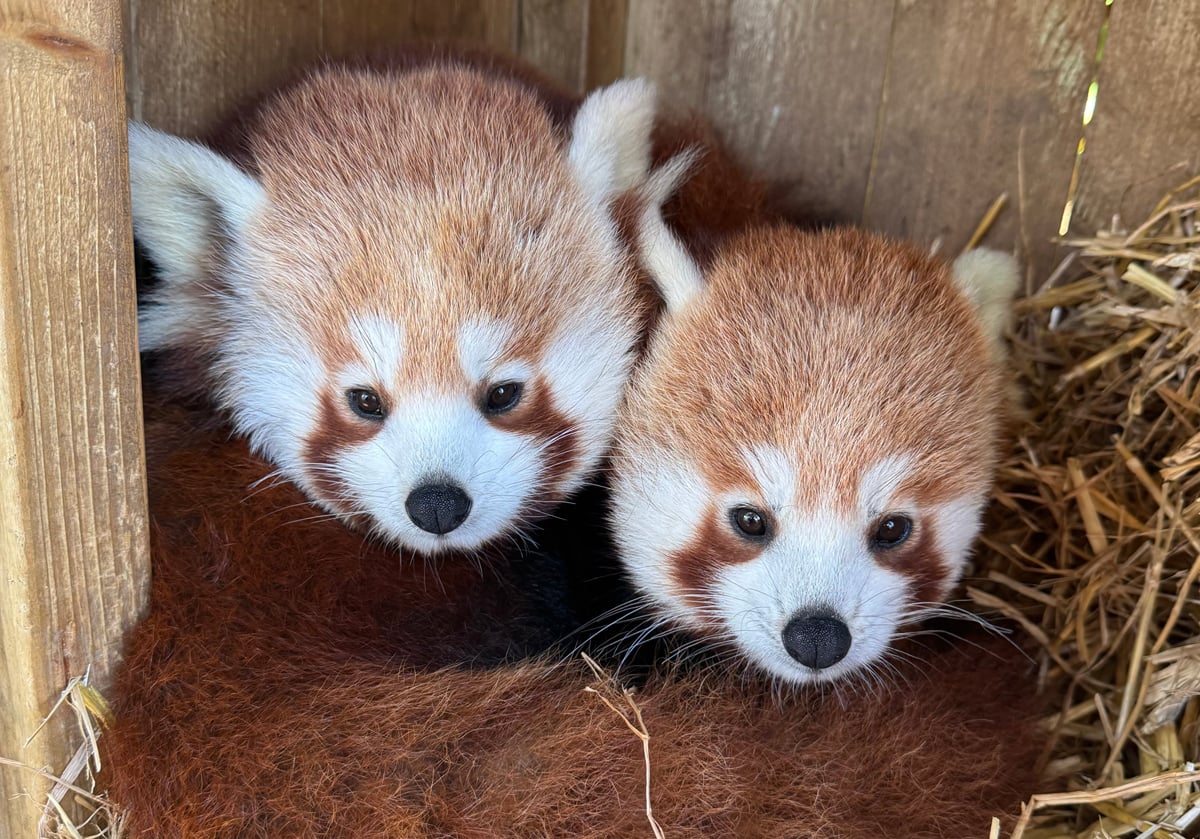 ISLE OF WIGHT-BORN RED PANDAS MOVE TO FRANCE TO SUPPORT CONSERVATION PROGRAMME