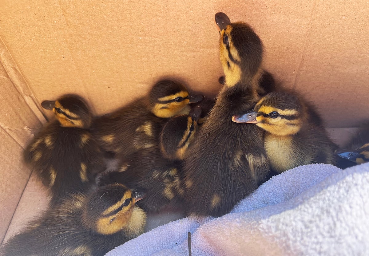 10 DUCKLINGS SAVED FROM TRAFFIC AFTER MOTHER DUCK KILLED NEAR NEWPORT