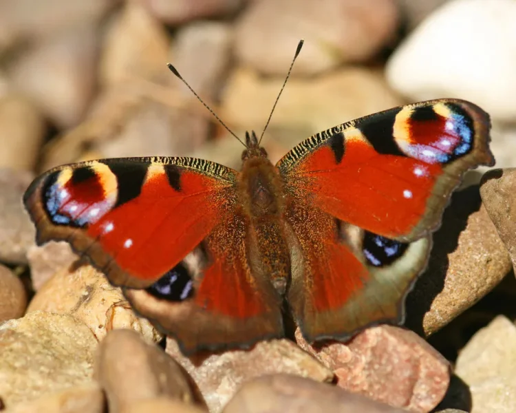 ISLANDERS URGED TO JOIN BIG BUTTERFLY COUNT AS BUMPER SUMMER HOPED FOR