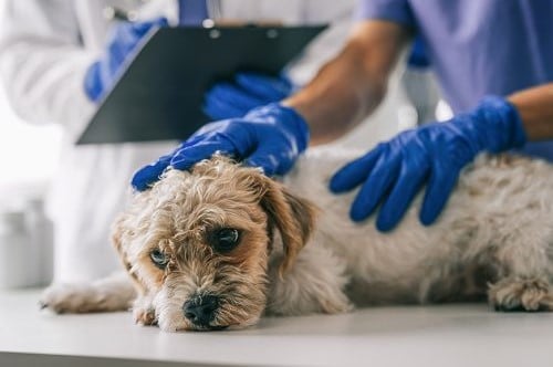 ISLE OF WIGHT SEES ONE OF BIGGEST RISES IN ANIMAL CRUELTY REPORTS