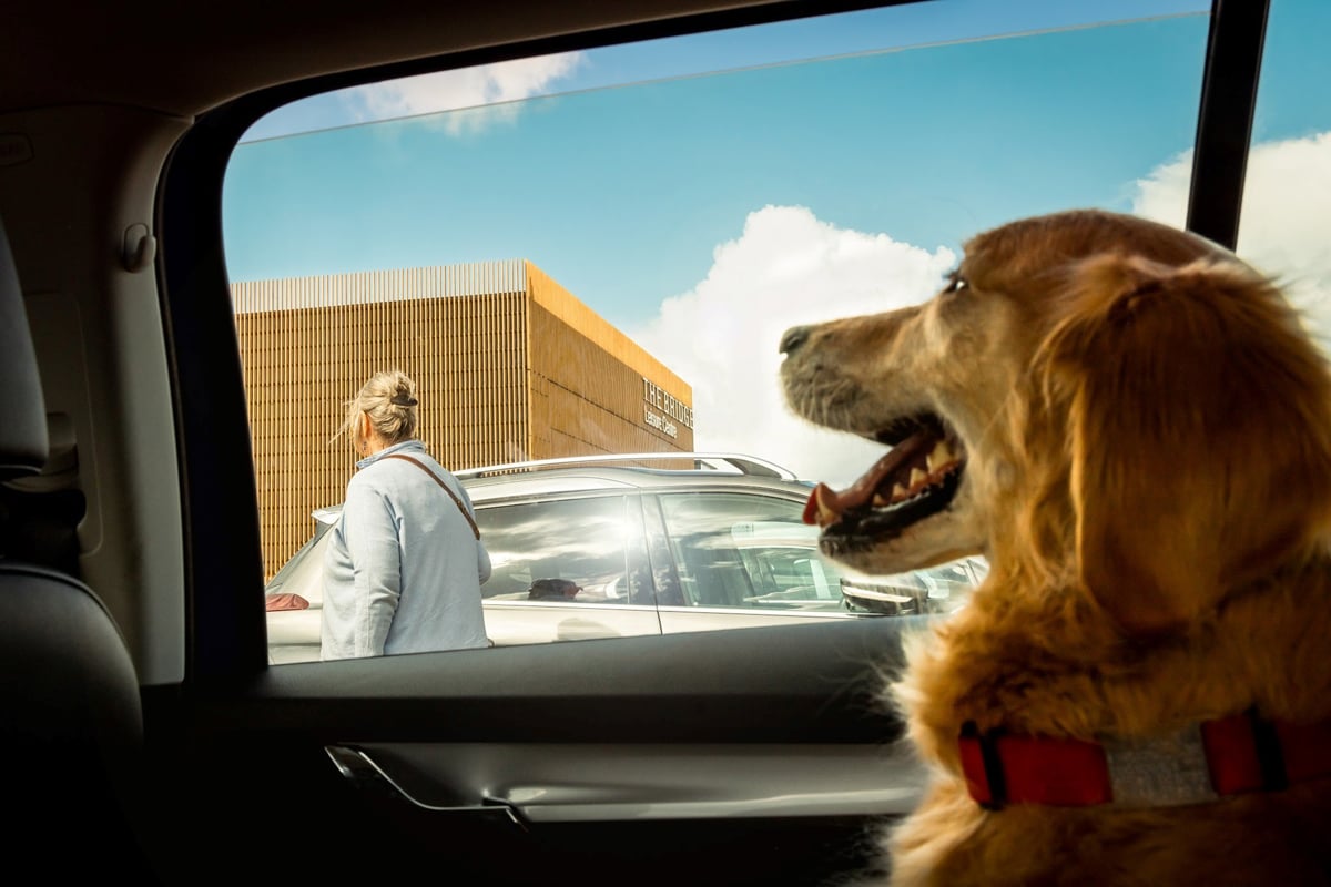 RSPCA ISSUES LIFE-SAVING ADVICE AS HOT WEATHER PUTS DOGS AT RISK IN CARS