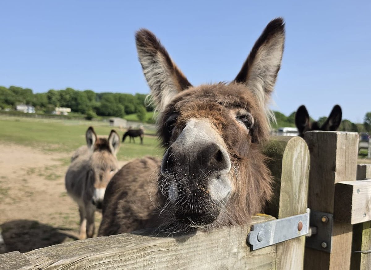 LULU’S HIDDEN INJURY SPARKS £15,000 APPEAL BY ISLE OF WIGHT DONKEY SANCTUARY