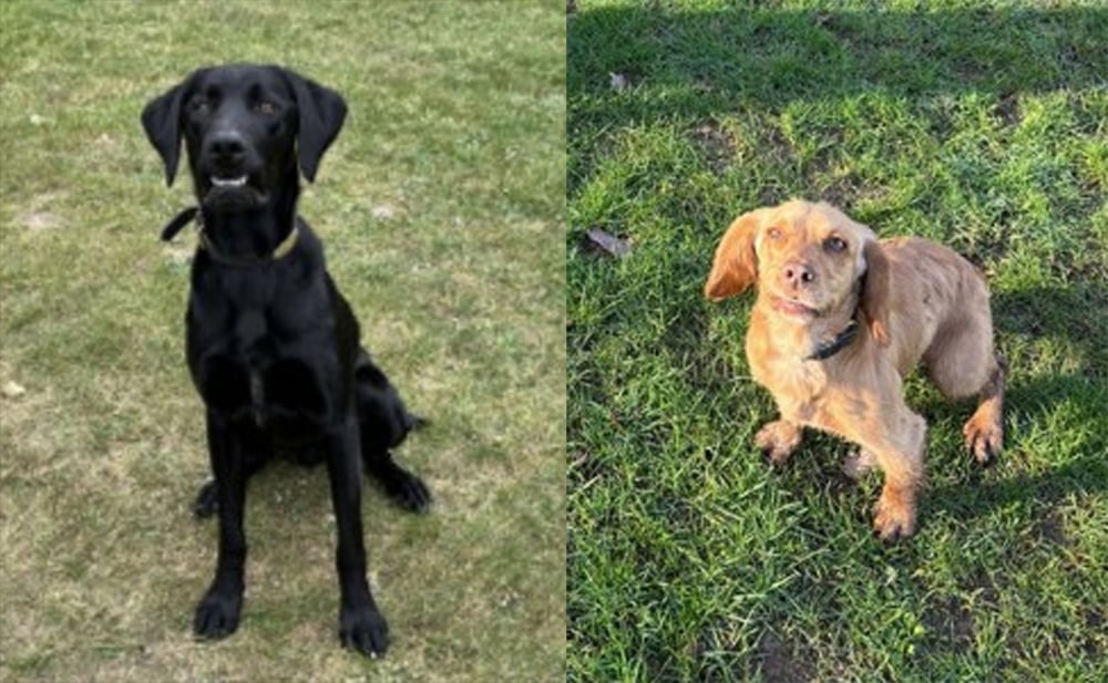 NEW DRUGS DOGS TO SUPPORT POLICING ACROSS THE ISLE OF WIGHT