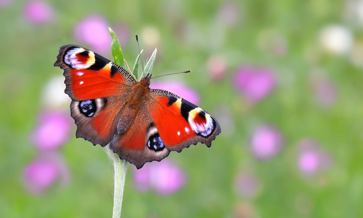 ISLE OF WIGHT VOTED PEACOCK ITS BUTTERFLY CHAMPION – NOW ITS TIME TO COUNT THEM!