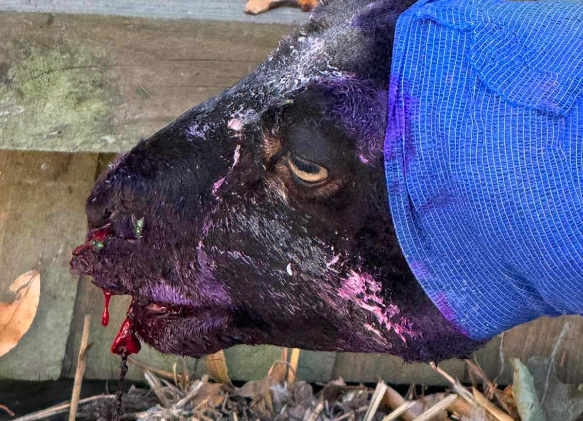 ‘ENOUGH IS ENOUGH’ AFTER SHEEP INJURED IN LATEST DOG ATTACK AT CARISBROOKE