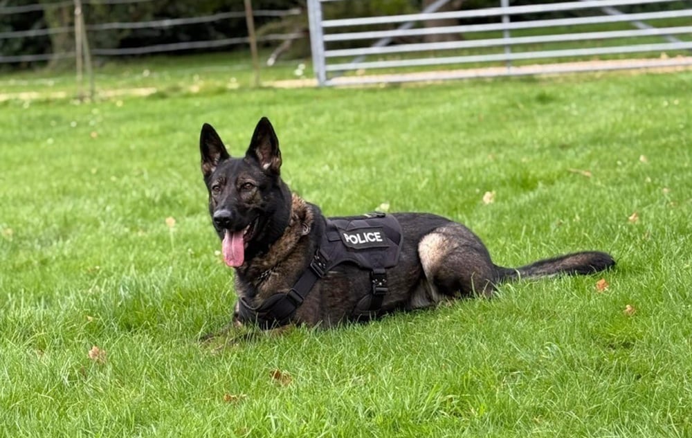 POLICE DOG TRACKS VUNERABLE MAN FOR ALMOST A MILE AFTER HE WANDERS OFF IN HOT WEATHER