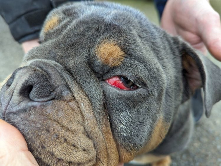 ANIMAL BEATINGS ON ISLE OF WIGHT RISE 59% – RSPCA REVEALS SHOCKING FIGURES