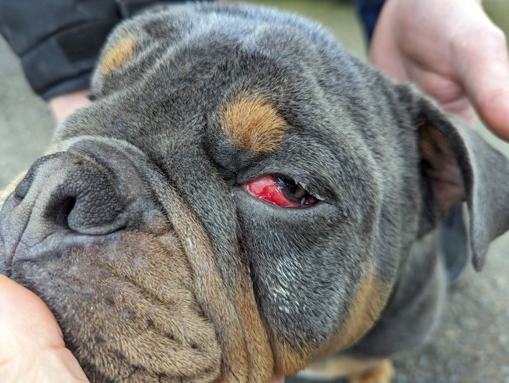 ANIMAL BEATINGS ON ISLE OF WIGHT RISE 59% – RSPCA REVEALS SHOCKING FIGURES