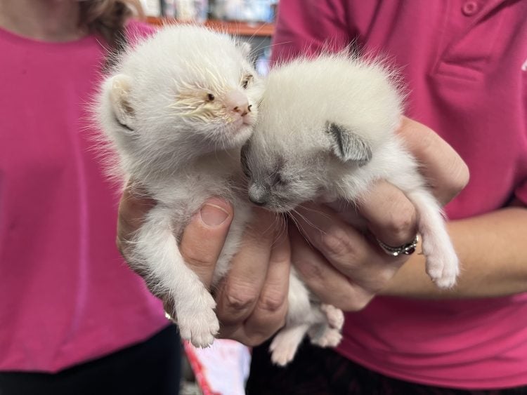TINY KITTENS FOUND ABANDONED IN BOX ON COWES-NEWPORT CYCLE TRACK