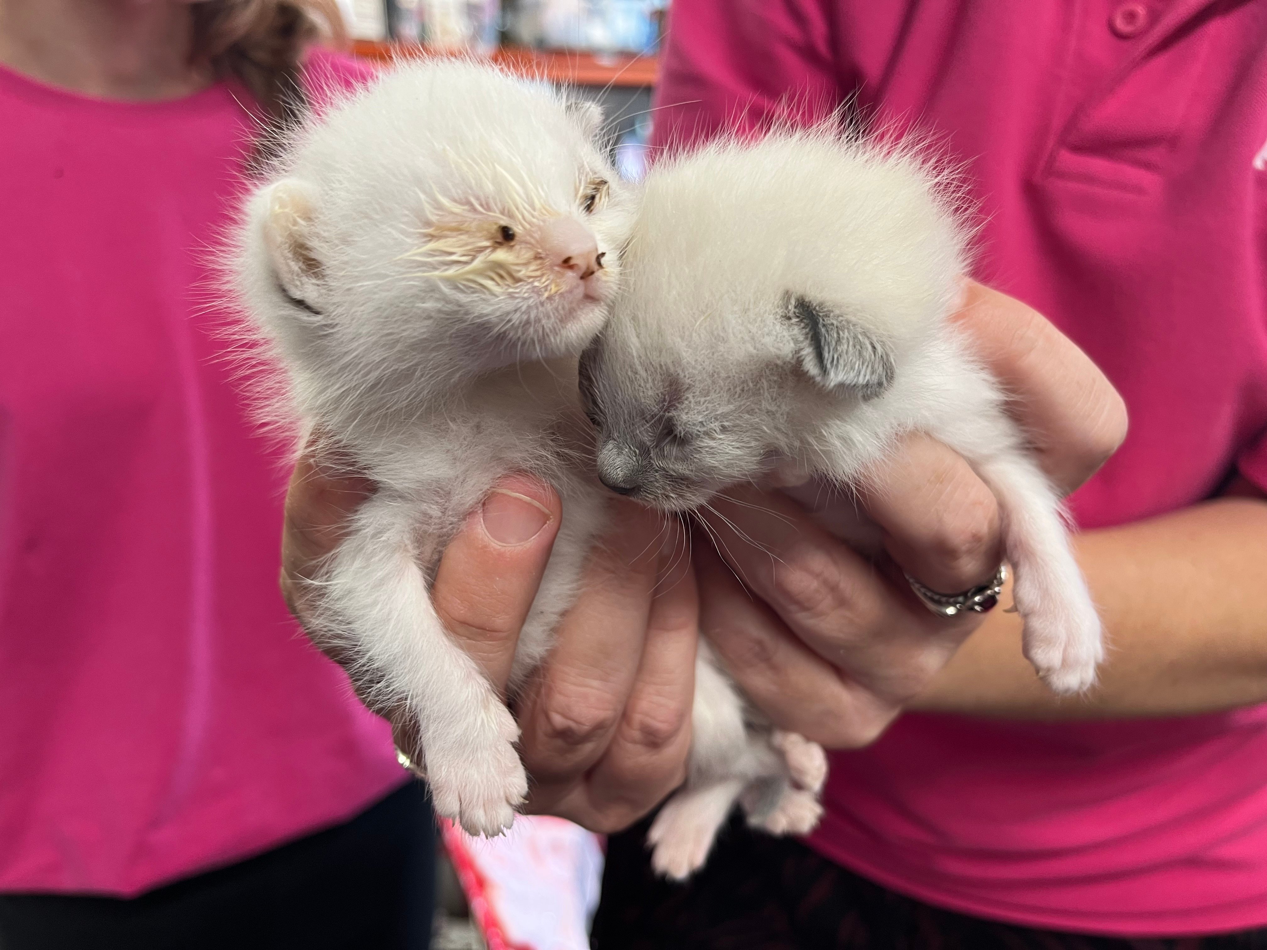 TINY KITTENS FOUND ABANDONED IN BOX ON COWES-NEWPORT CYCLE TRACK