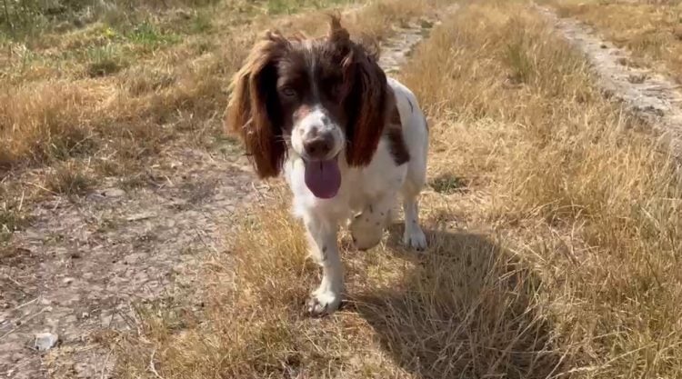 SNIFFING OUT CRIME! POLICE DOGS’ VITAL ROLE CELEBRATED ON INTERNATIONAL DOG DAY
