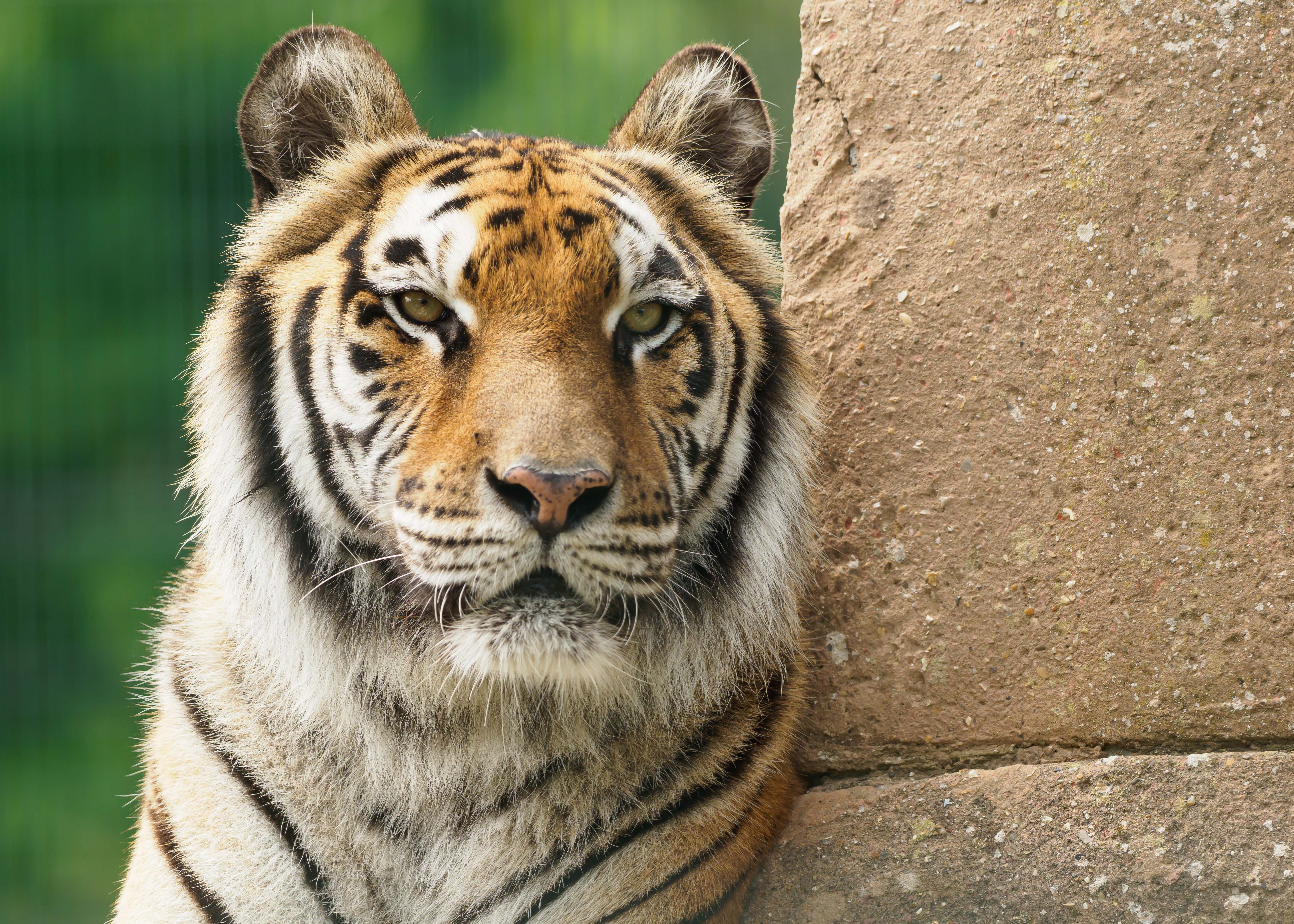 WILDHEART’S BELOVED TIGER ZOPPA PUT TO SLEEP AFTER LIFETIME OF RESILIENCE