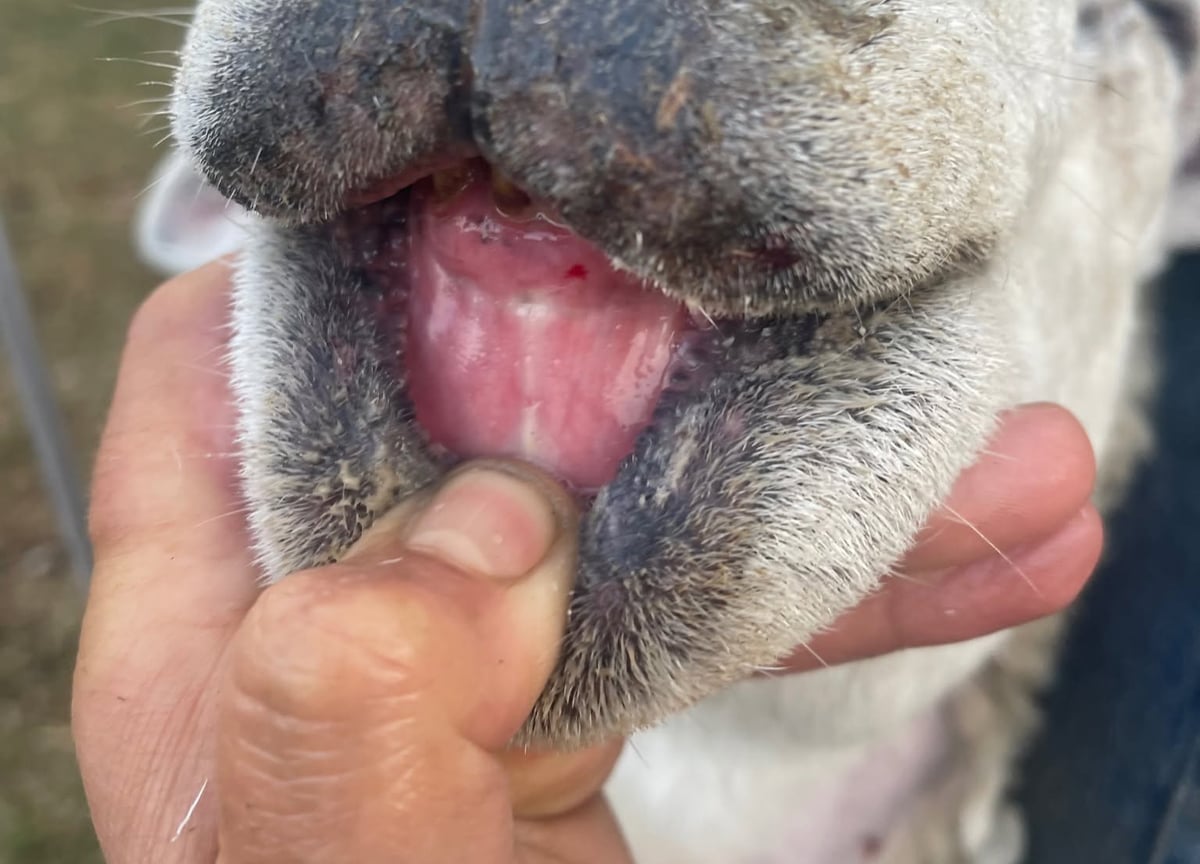 BLUETONGUE CONFIRMED ON ISLE OF WIGHT AS VETS WARN OF ‘VERY HIGH’ TRANSMISSION RISK