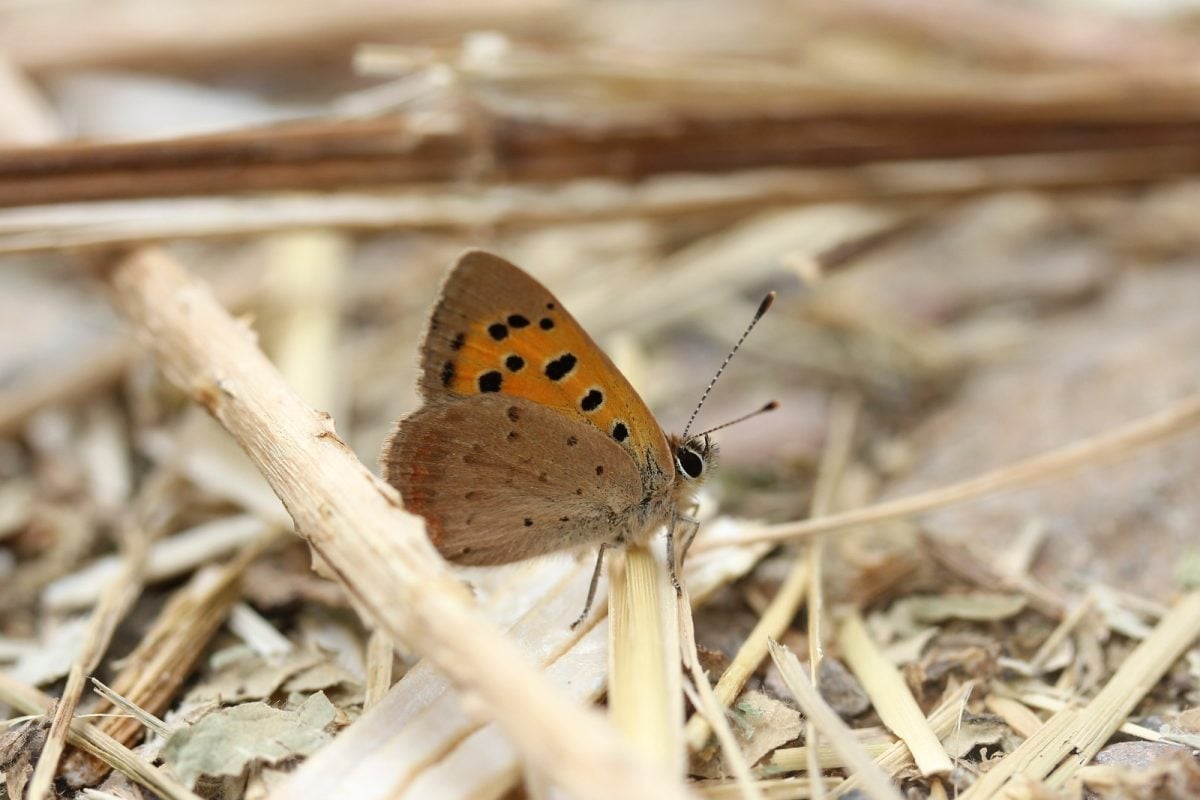 DROUGHT CONDITIONS COULD PUSH ISLE OF WIGHT BUTTERFLIES INTO FURTHER TROUBLE NEXT SUMMER