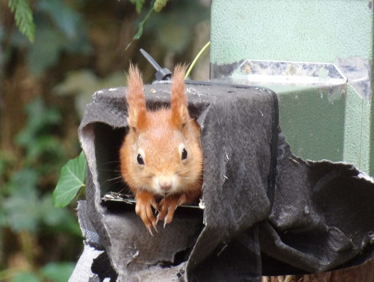 RED SQUIRREL TRUST OPENS PRIVATE WOODLAND TO 15 LUCKY VISITORS