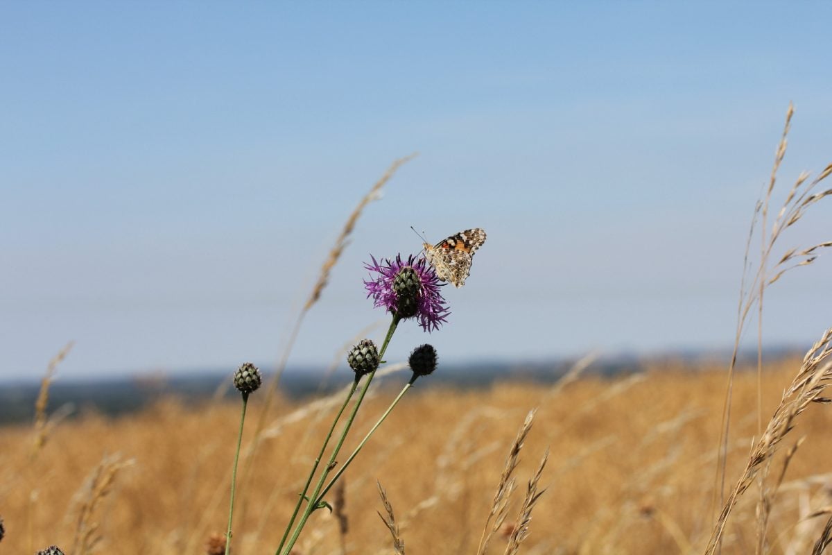 DROUGHT CONDITIONS COULD PUSH ISLE OF WIGHT BUTTERFLIES INTO FURTHER TROUBLE NEXT SUMMER