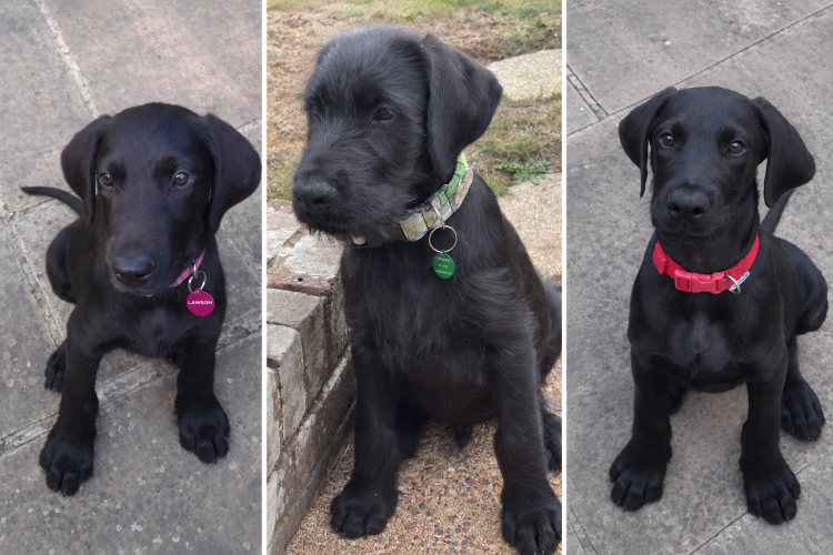 Auto Draft