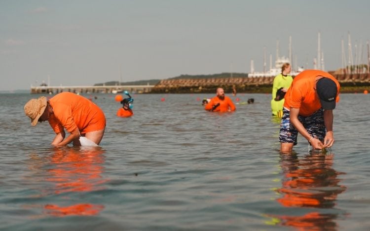 SSEN SUPPORTS MAJOR SEAGRASS RESTORATION PROJECT ON THE ISLE OF WIGHT