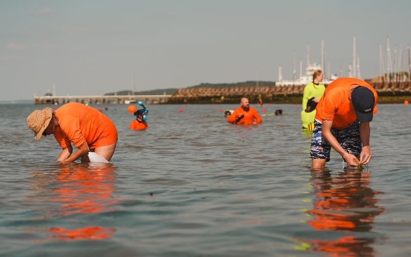 SSEN SUPPORTS MAJOR SEAGRASS RESTORATION PROJECT ON THE ISLE OF WIGHT